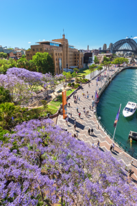 Destination NSW / Jacarandas in Spring / Hamilton Lund